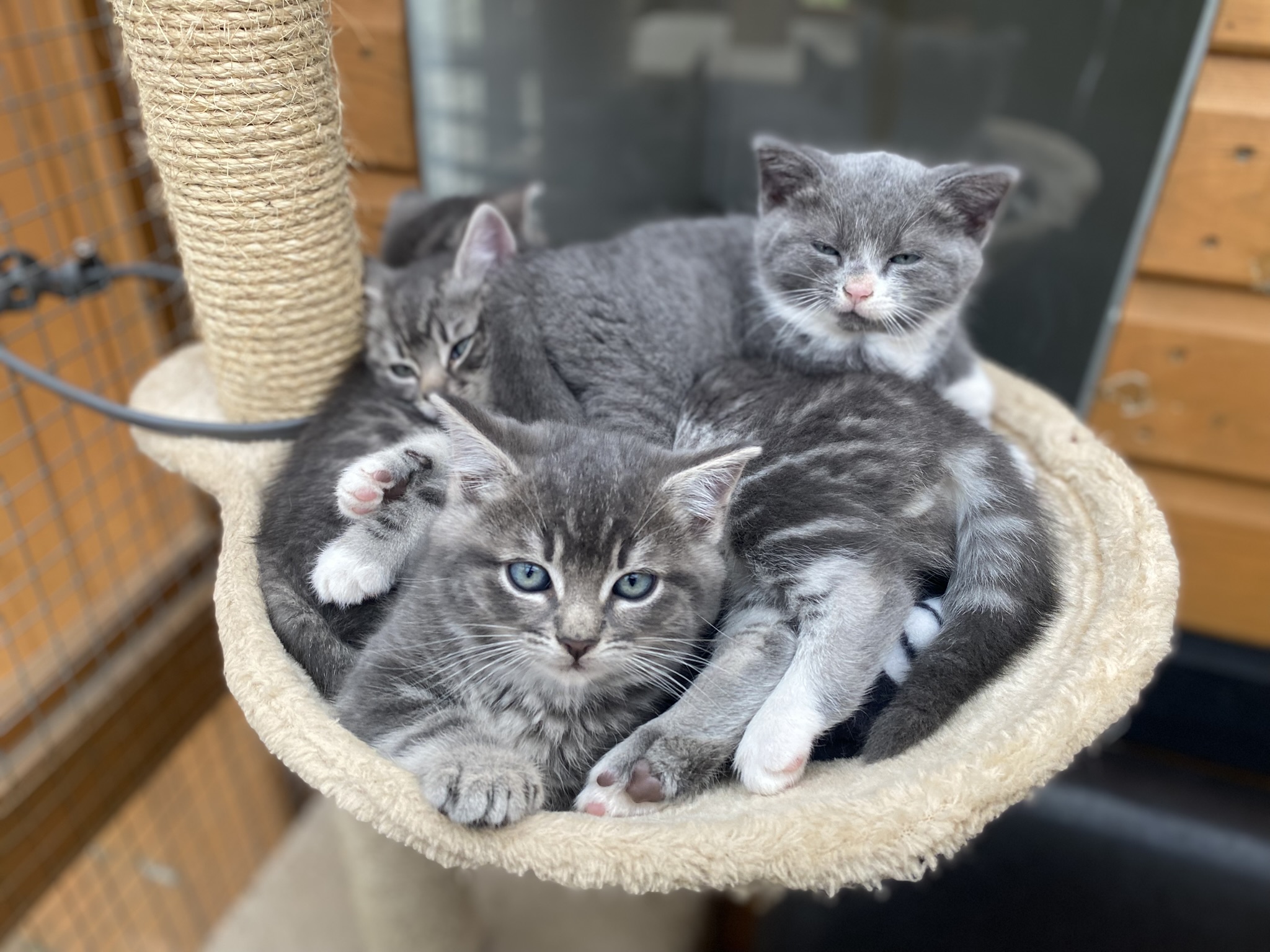 Comfortable cat stay at our Cambridge cattery