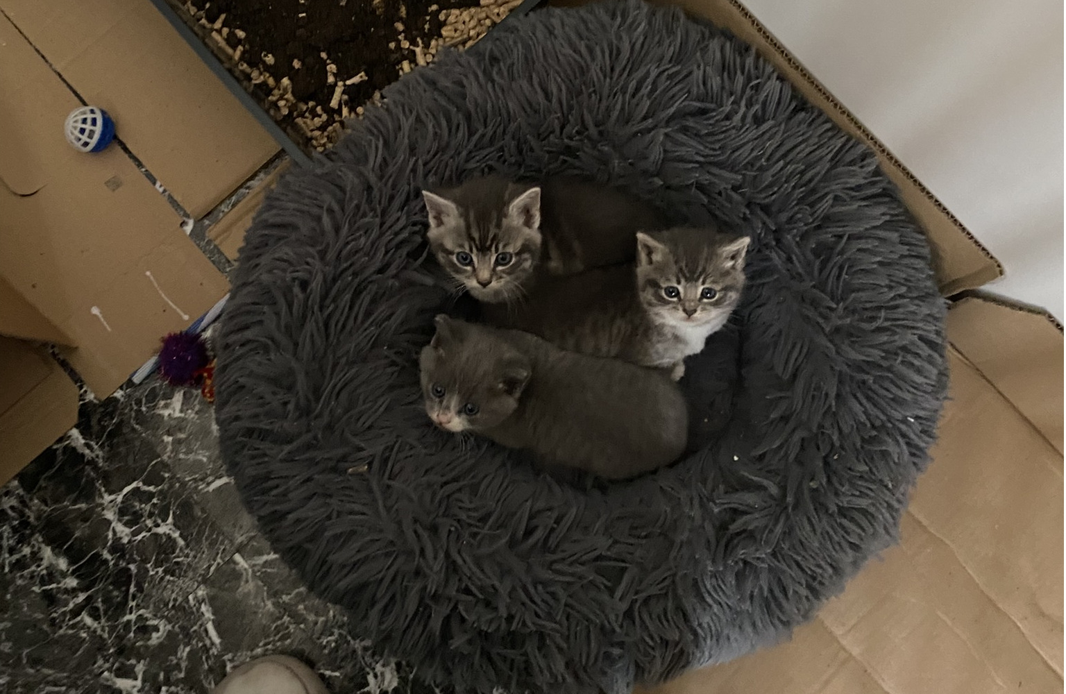 Kittens in a cosy bed